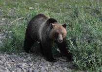 Urso adolescente acompanha sua mãe na região de Many Glacier, no Glacier Nacional Park, em Montana, nos Estados Unidos